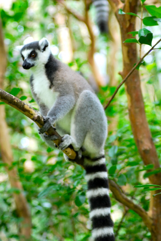 Ring tail lemur photo