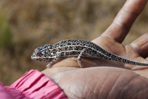 Photo of a "carpet chameleon", furcifer lateralis