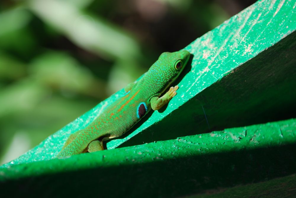 Peacock Day Gecko Daniel G Wood peacock-day-gecko-daniel-g-wood
